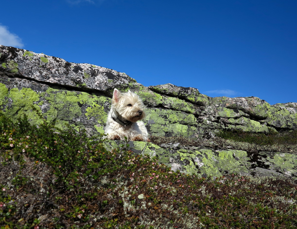 climb every mountain…