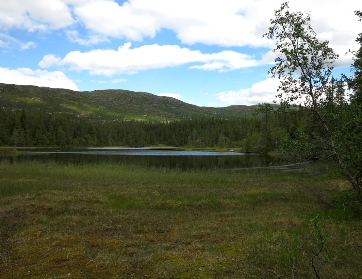 Svarttjern