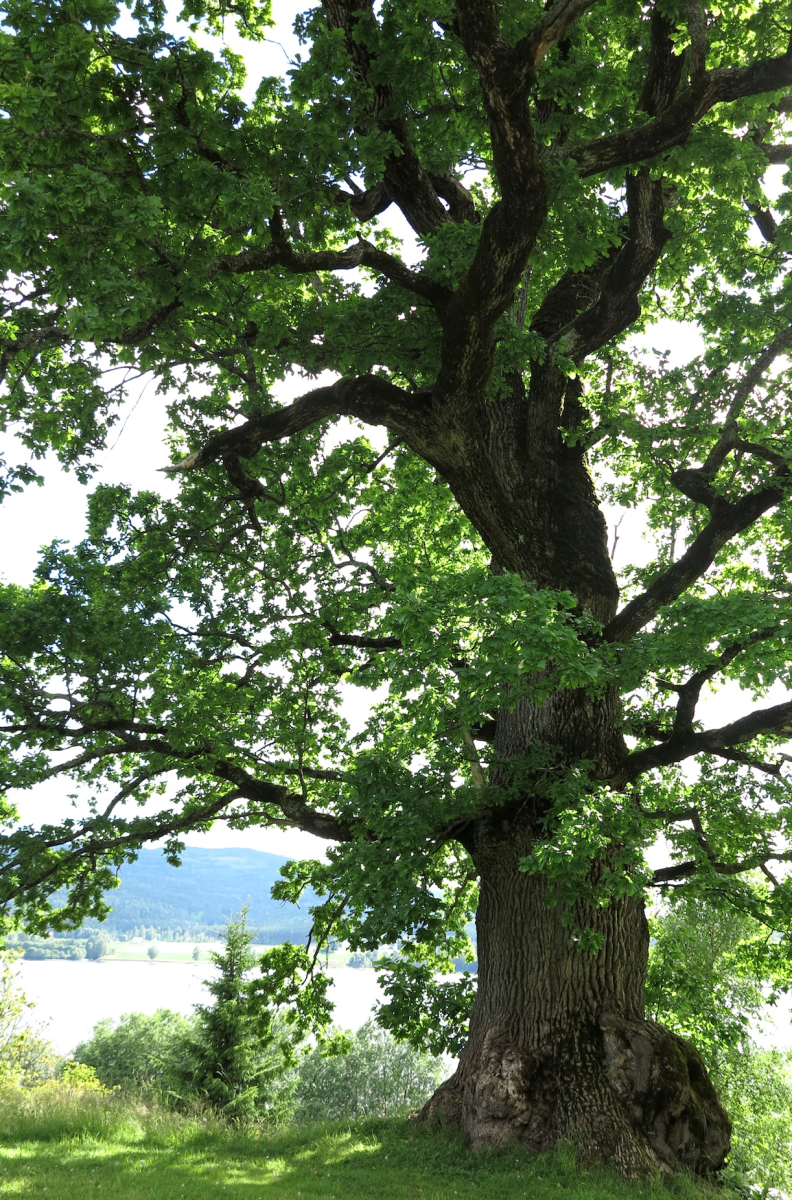 the old oak