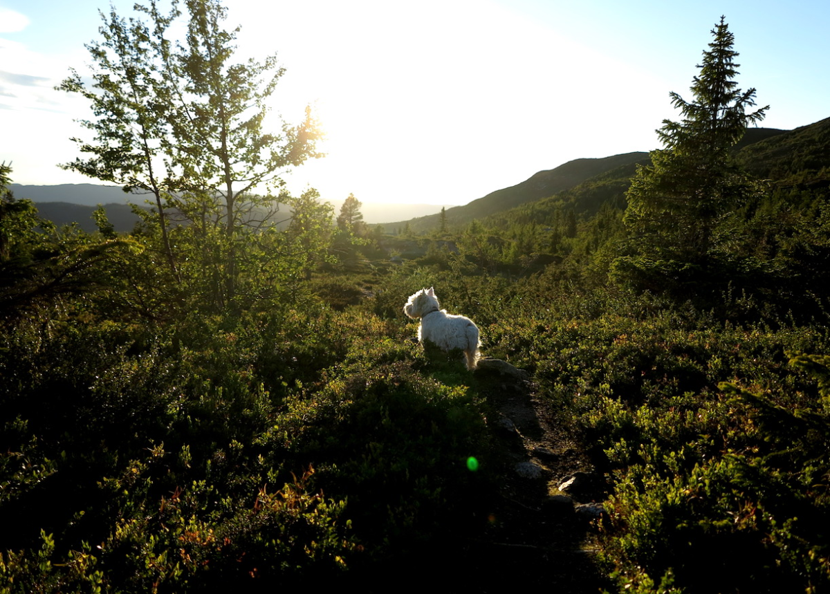 towards the light
