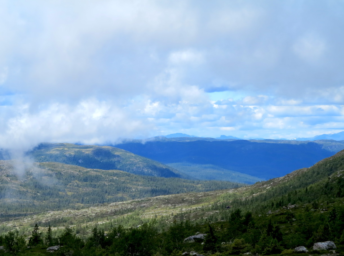 shimmering: Skogshorn!