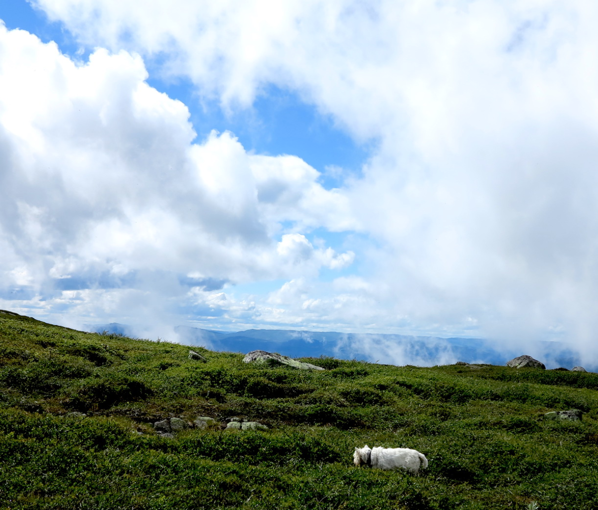 fog and clouds