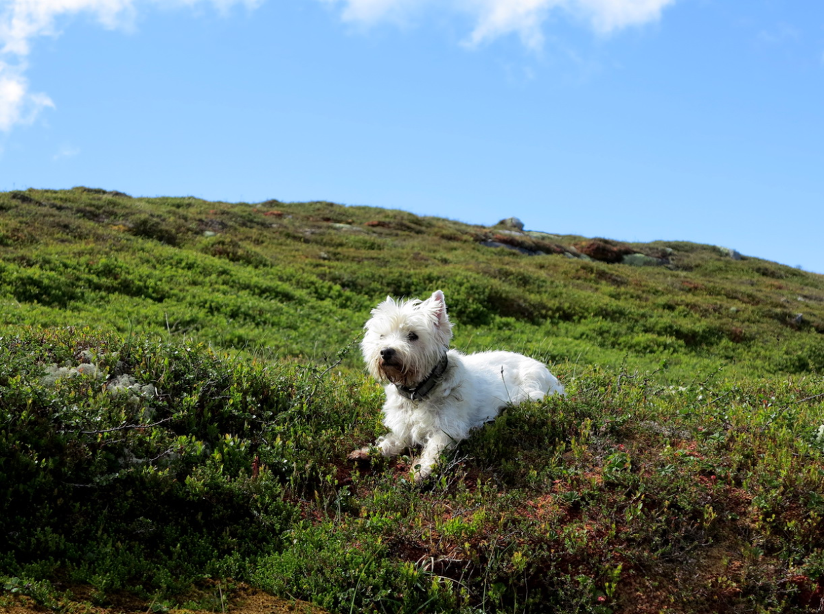 Connie westie