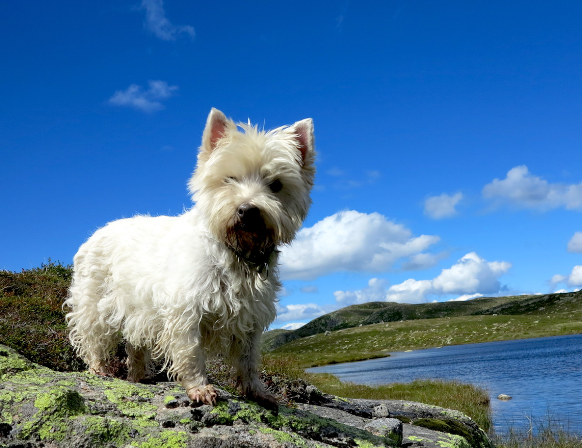connie westie