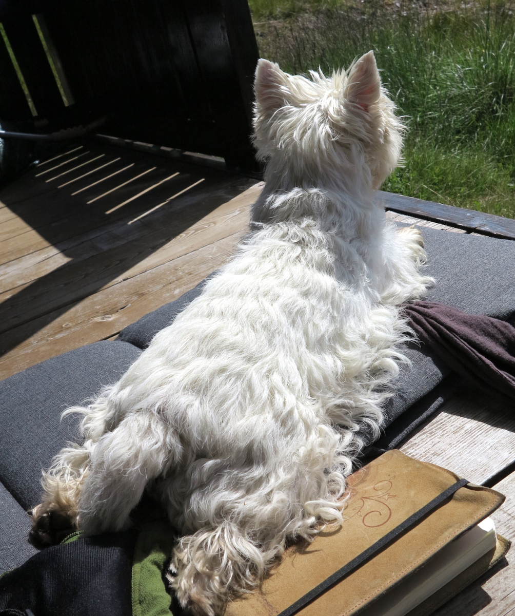 frog-dog