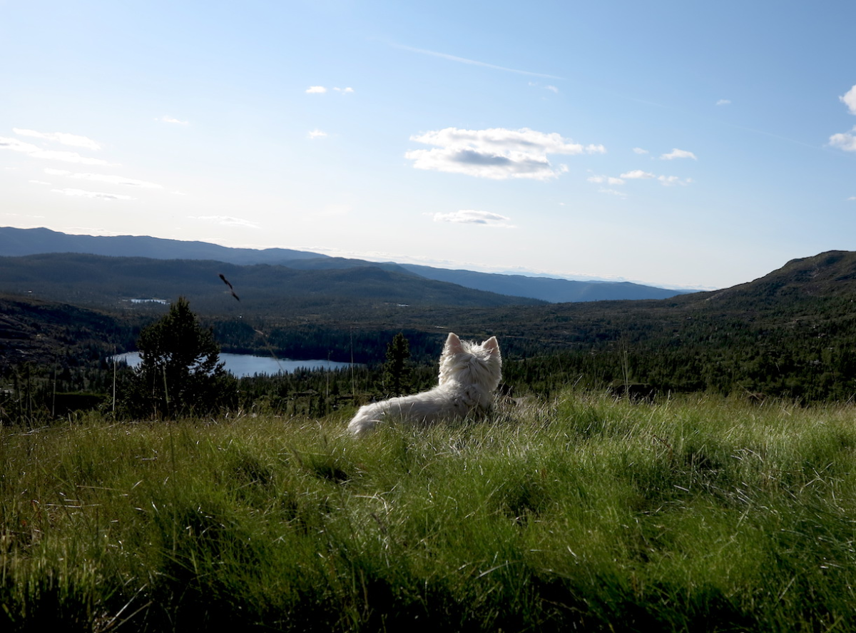 surveying the estate