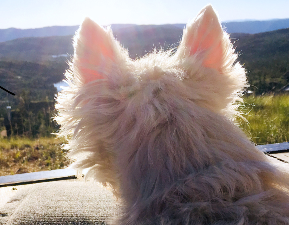 pink ears