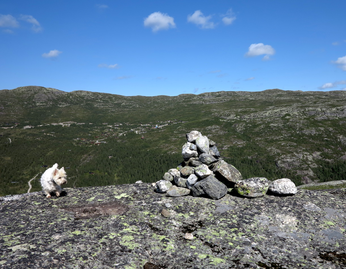 cairn & westie