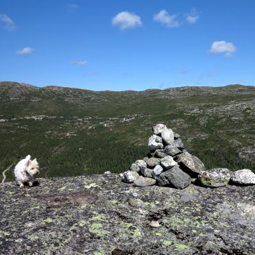 cairn & westie