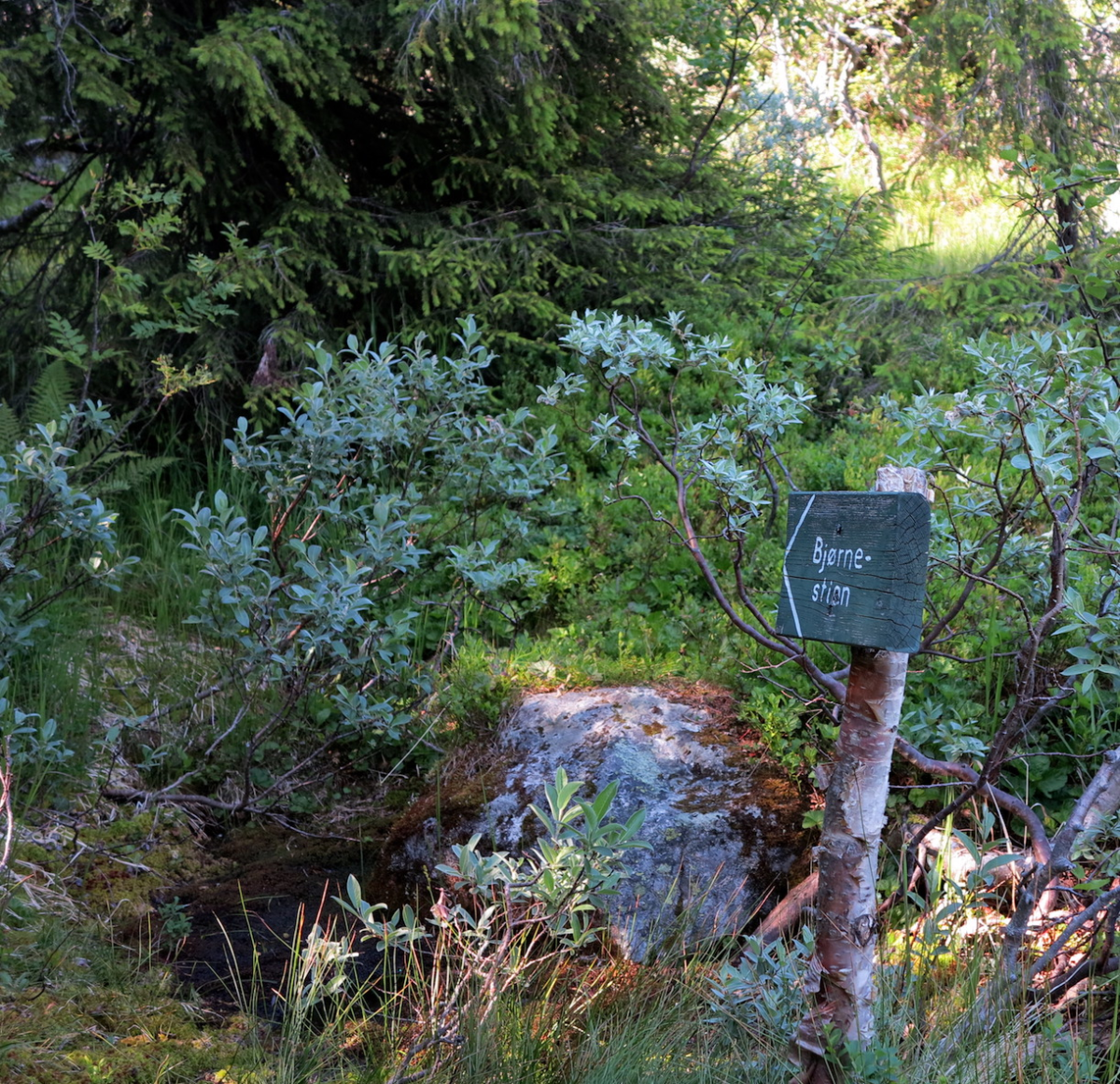 the bear trail…