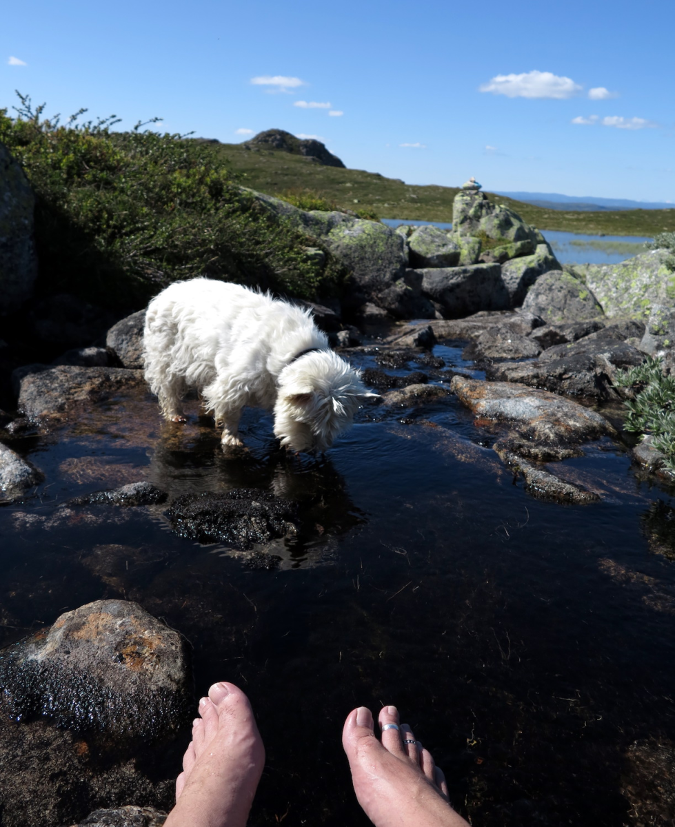 feet, dog, summit