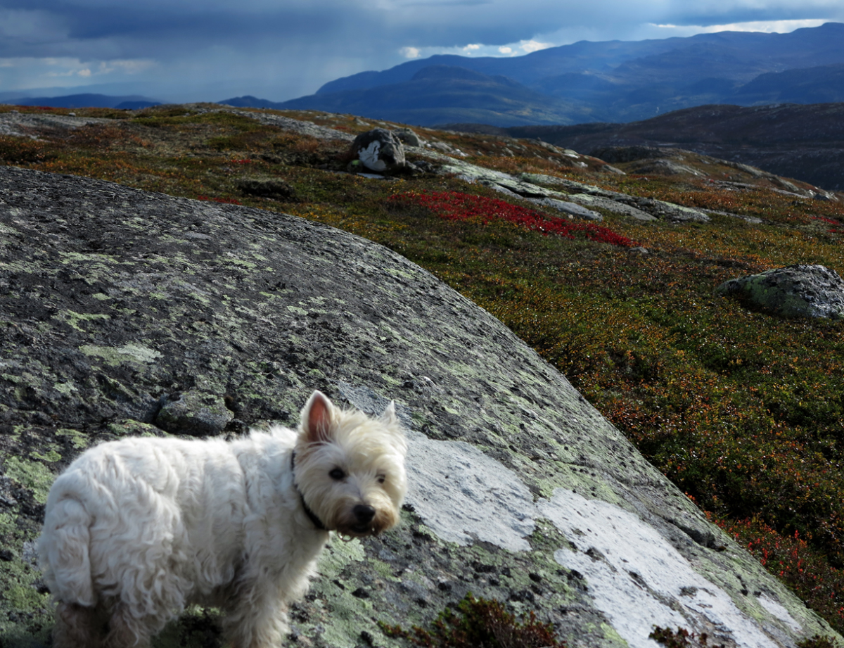 photobombing your nature-shot…