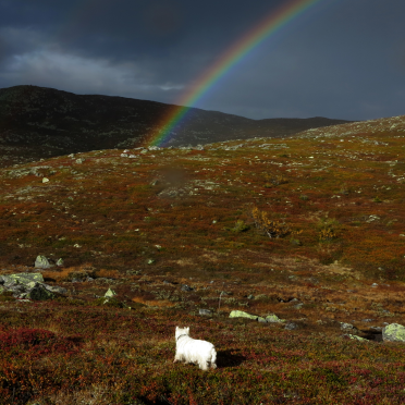 dog and the rainbow