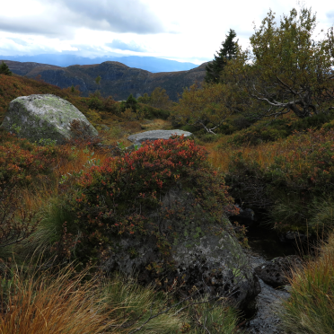 stream view