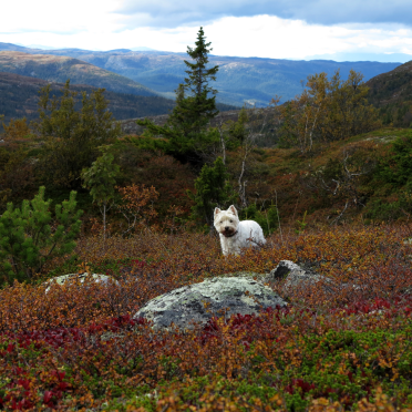 in yer heather, eating your crowberries