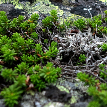 Crowberries