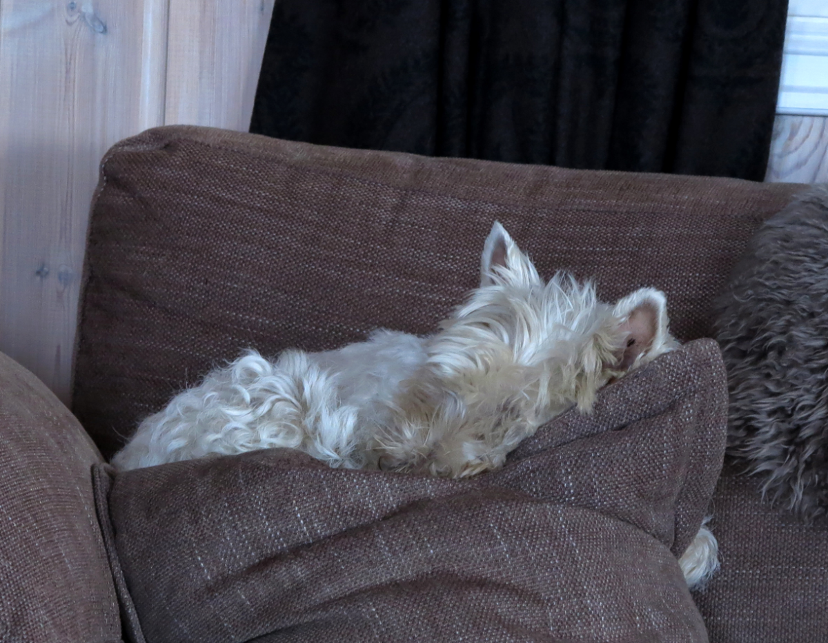 connie westie