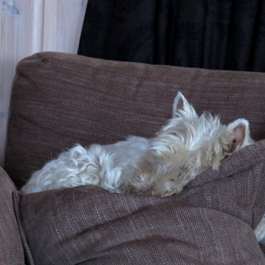 connie westie