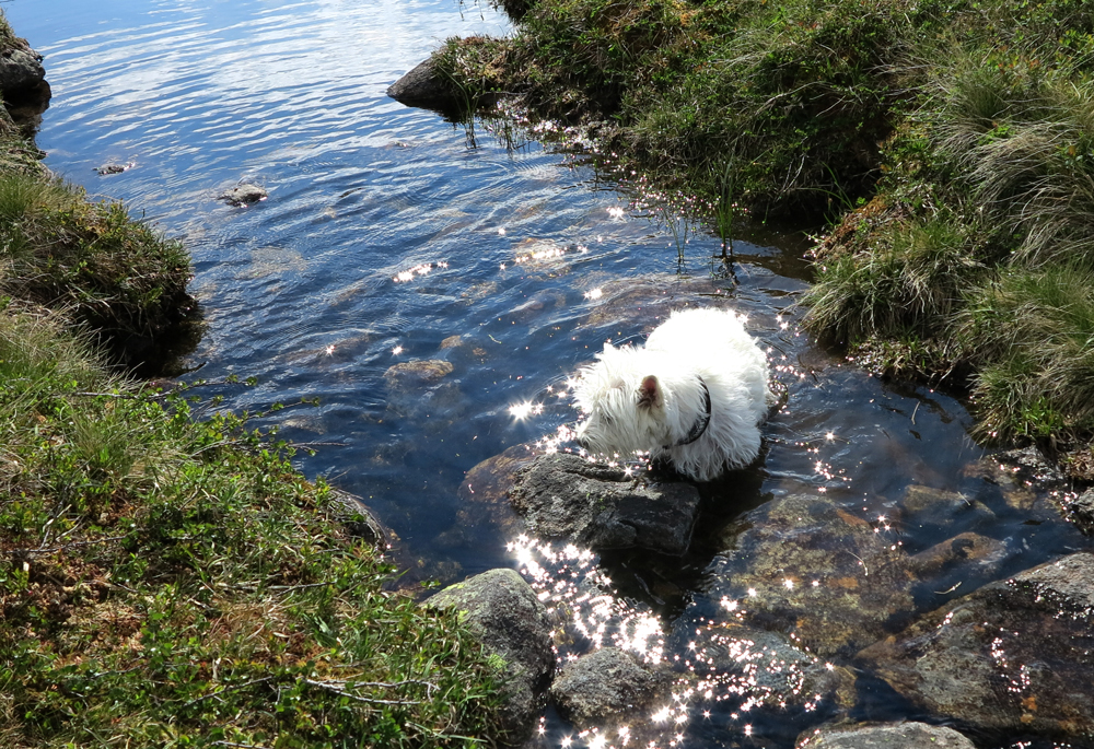 Happy westie