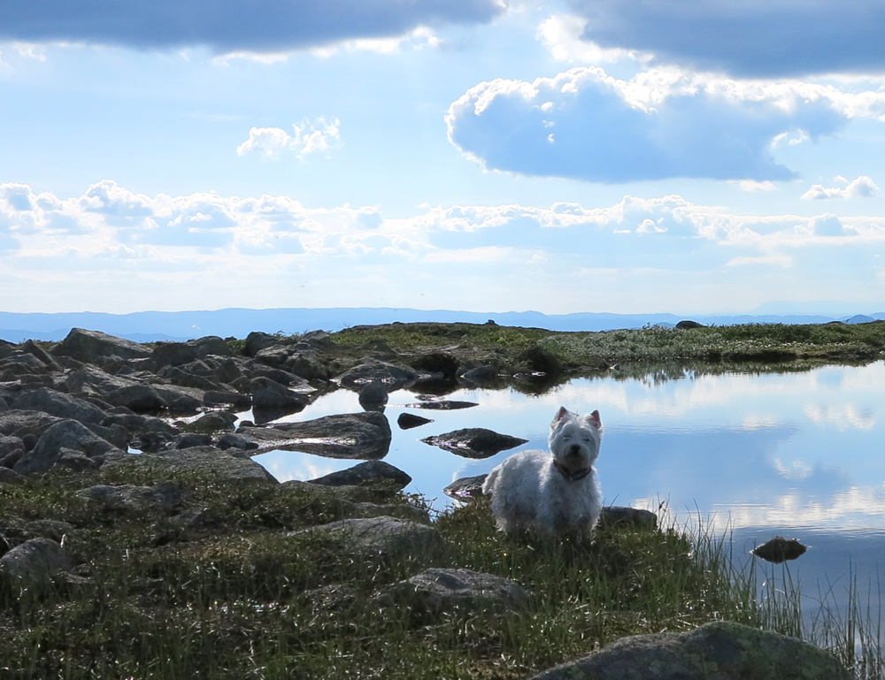 Sky, water and westie