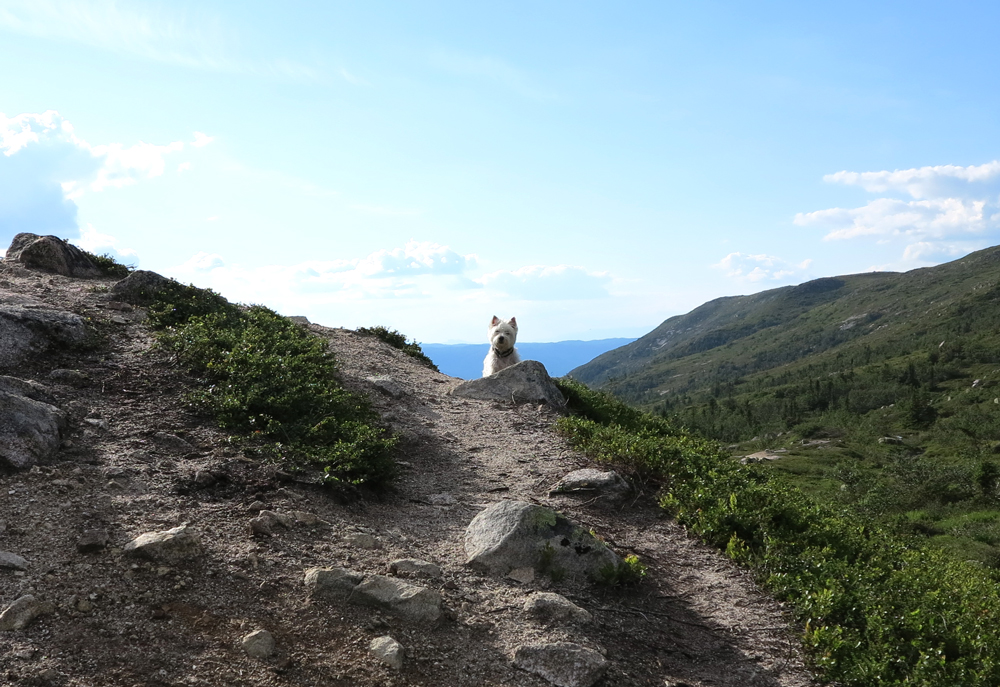 A Westie at home