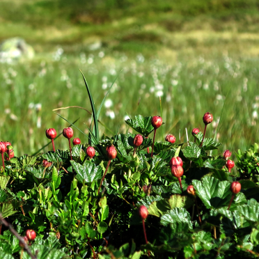 cloudberries
