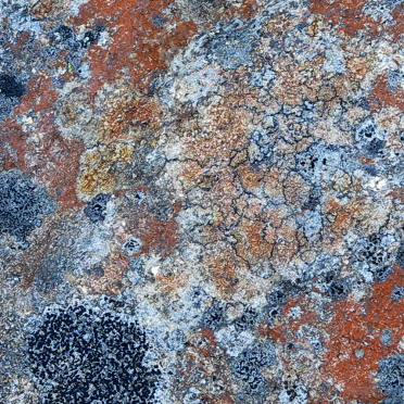 lichen