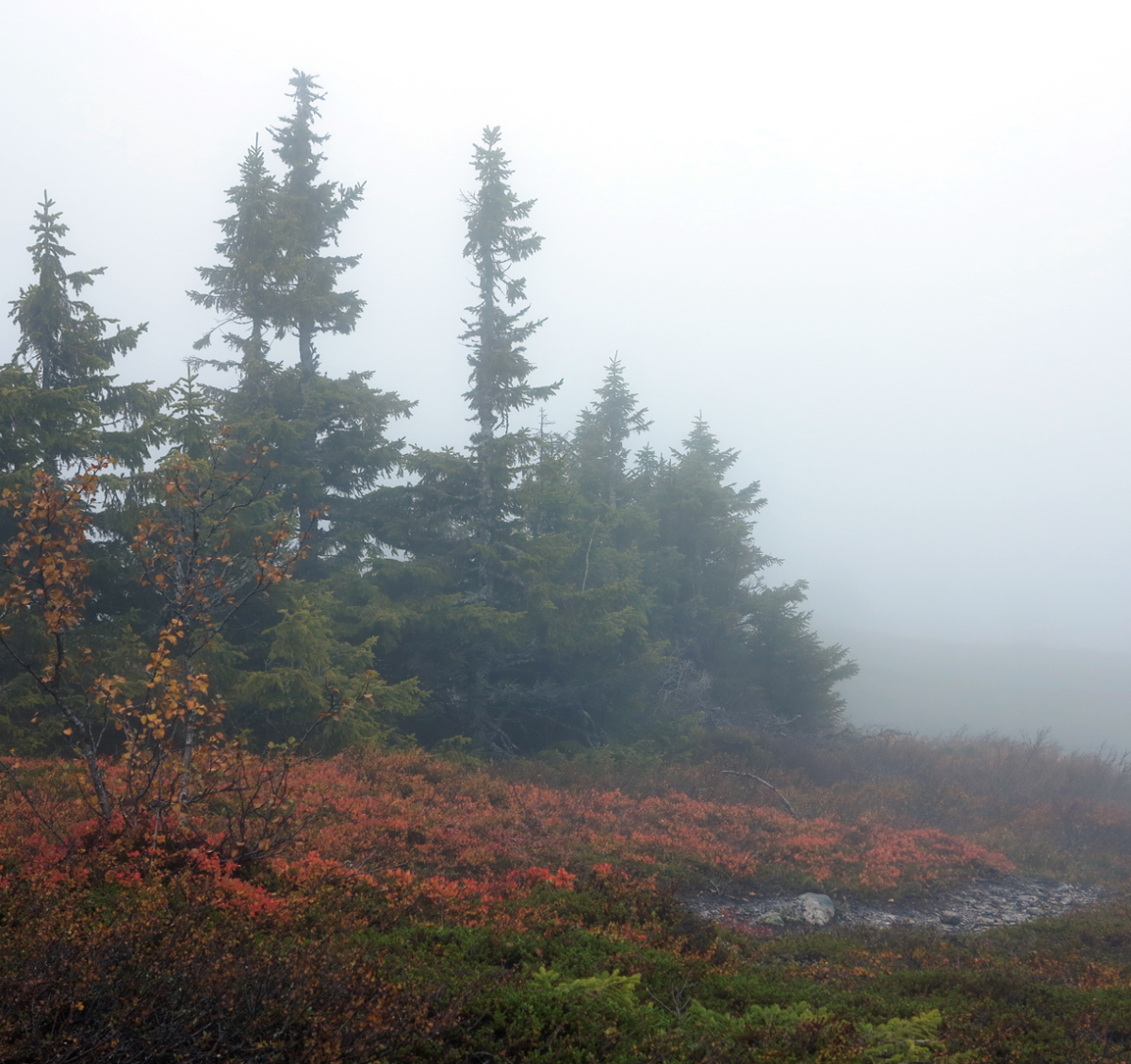 foggy dew