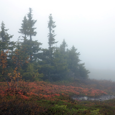 foggy dew