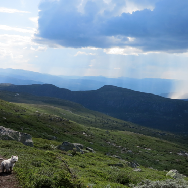 Dog and weather