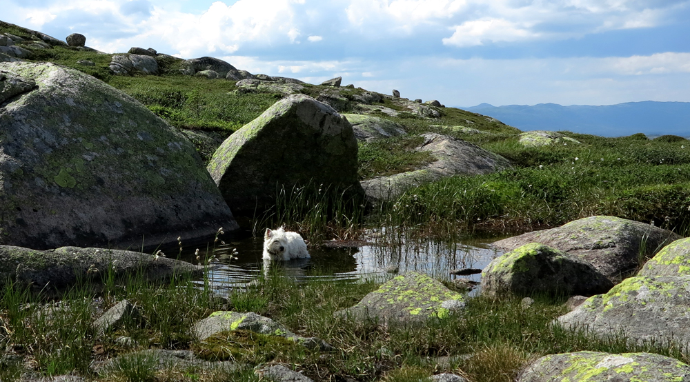 Vassfarfjellet