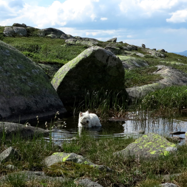 Vassfarfjellet