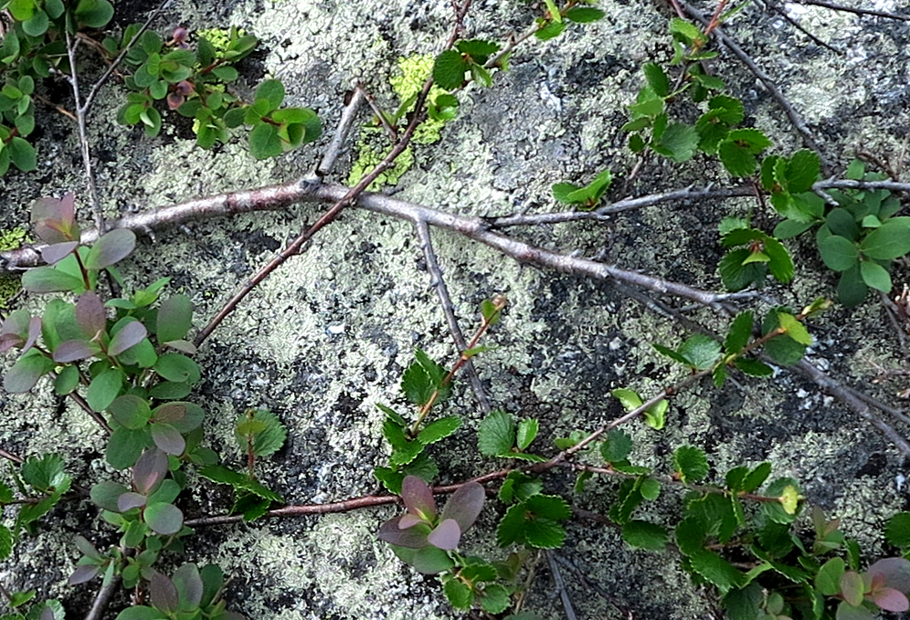 Dwarf birch