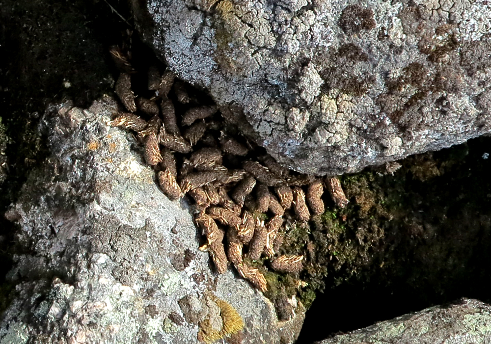 Rock ptarmigan poo