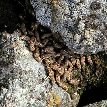 Rock ptarmigan poo