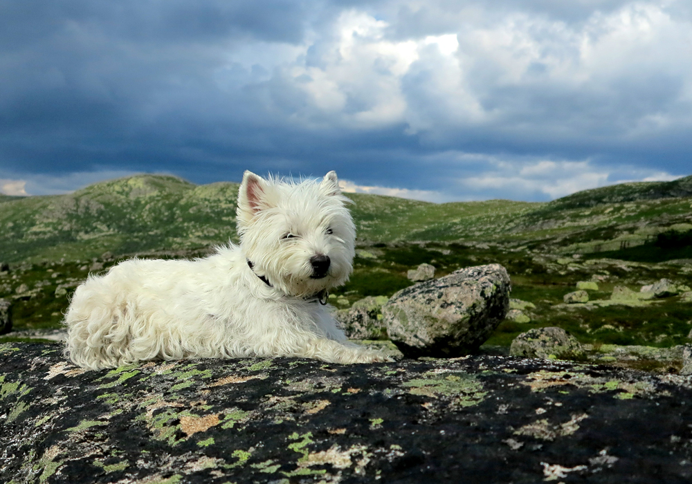 Westie