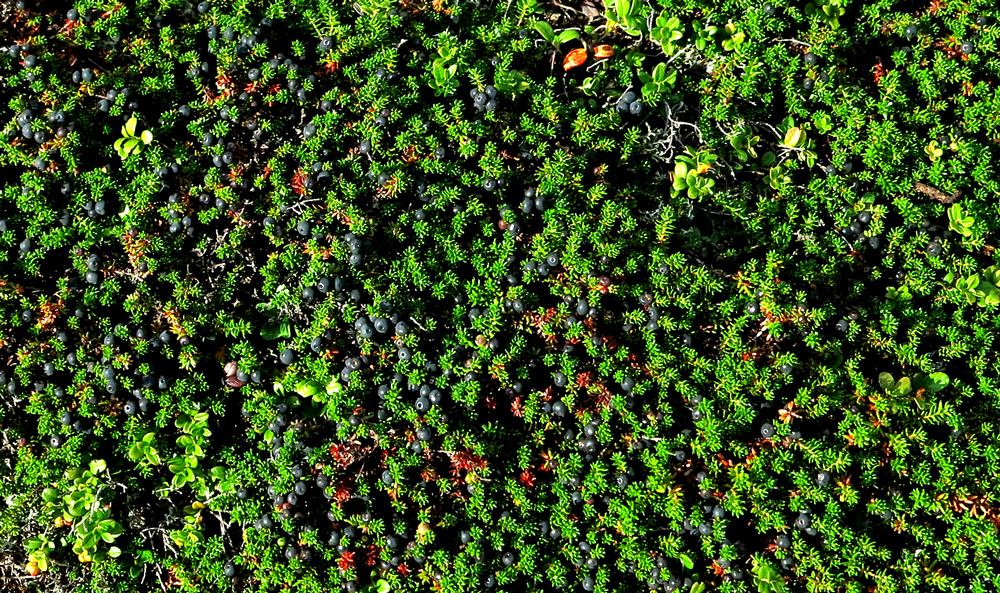 crowberry