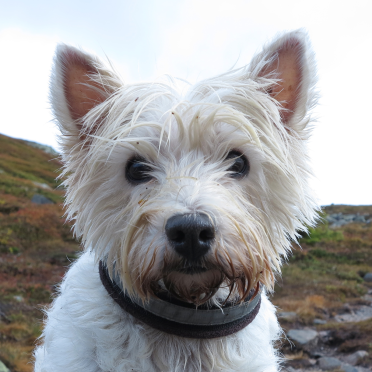 what do you mean, wet face?