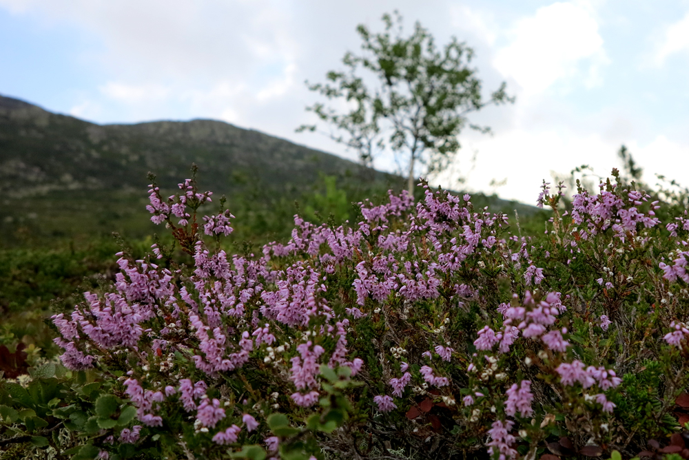 heather
