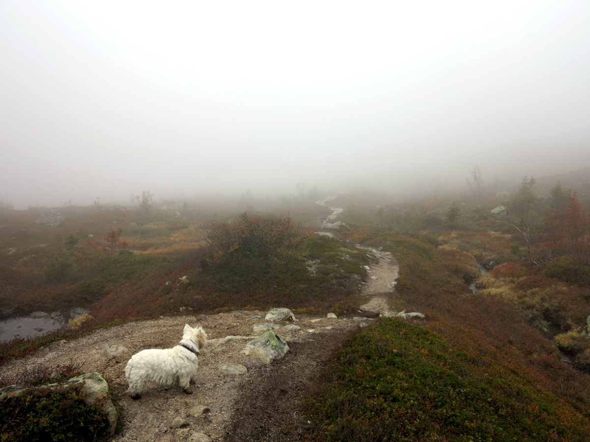 i hear noises… in the fog…