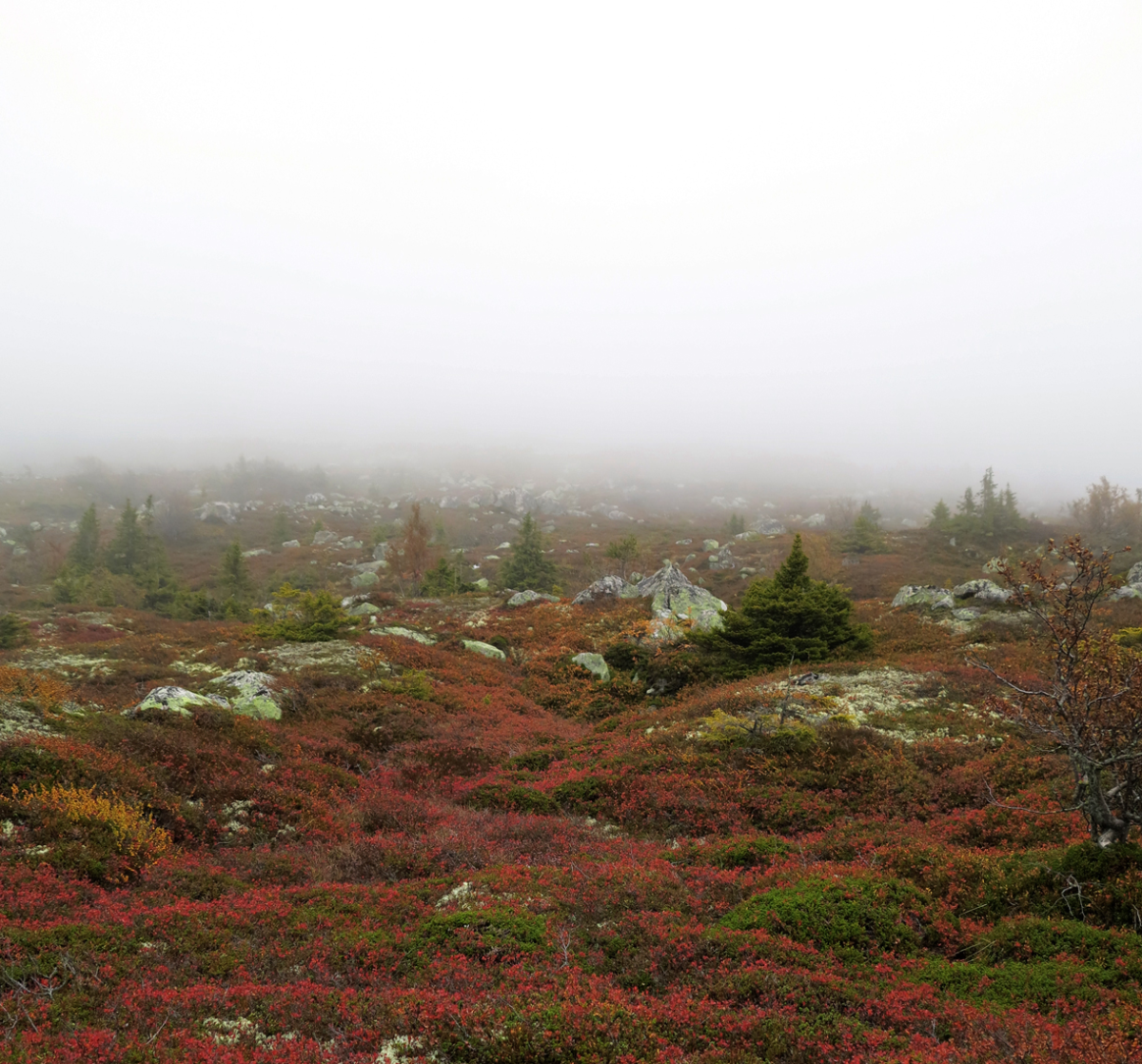 foggy dew