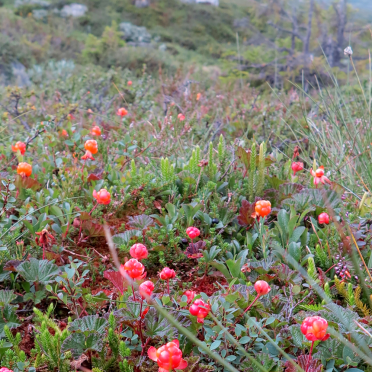 cloudberries