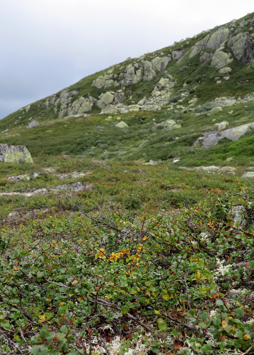 Vassfarfjellet