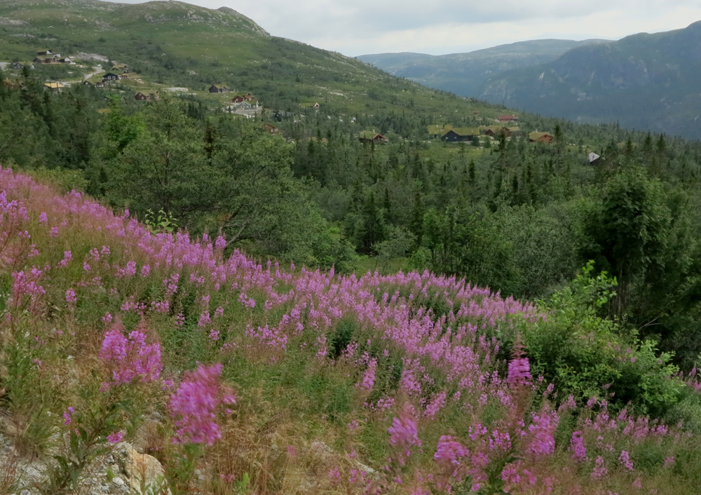 Fireweed (geitrams)