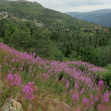 Fireweed (geitrams)