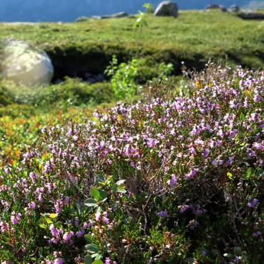 Erica tetralix
