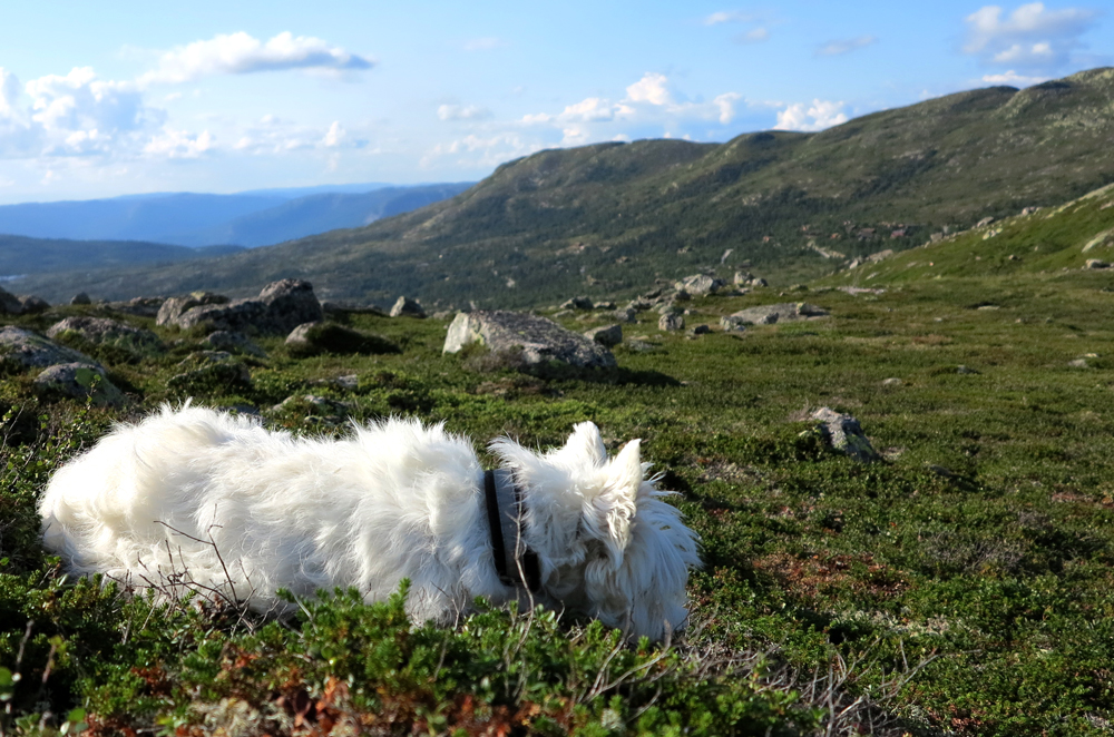 westie life