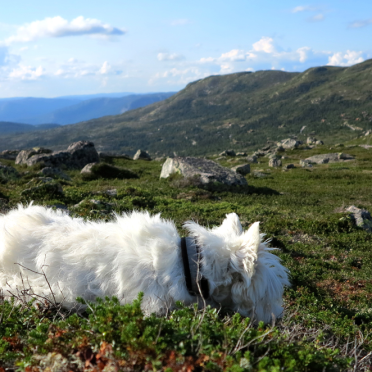westie life