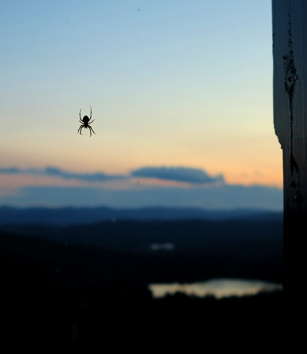spider in the sunset