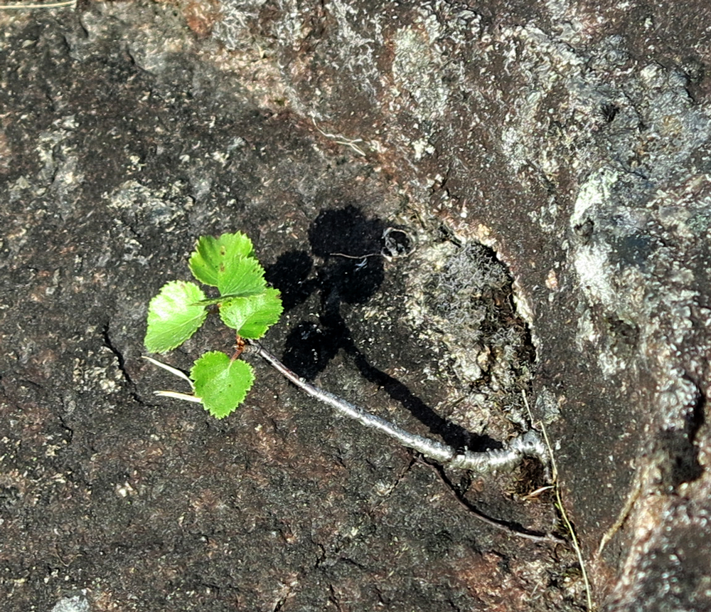 nature finds a way